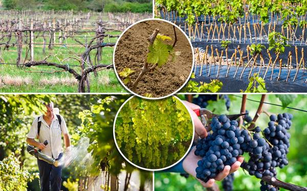 Уход за виноградом с весны до осени  полезные советы начинающим - фото