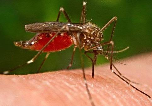 Уничтожитель комаров - фото