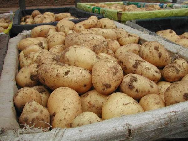 Уникальный способ выращивания картофеля с фото
