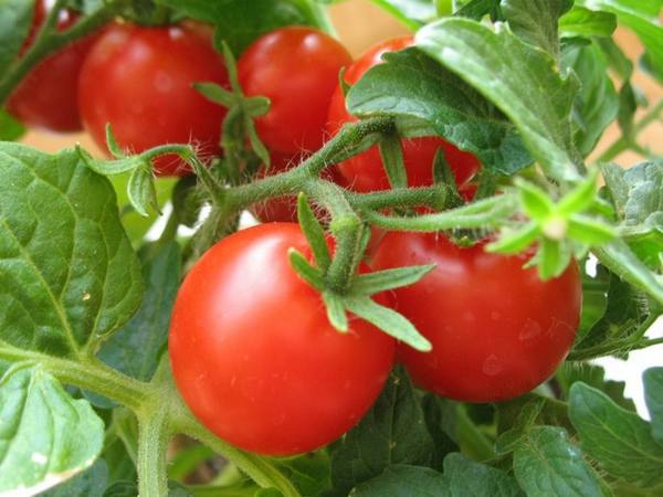 Устойчивость томатов к заболеваниям Верить ли в надпись на упаковках семян с фото