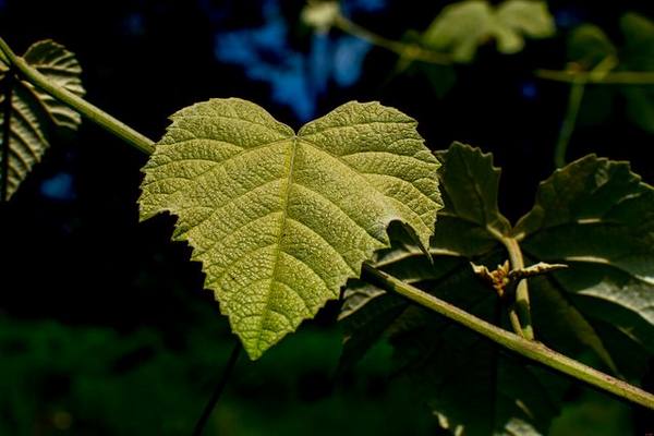 Достоинства и недостатки виноградных листьев с фото