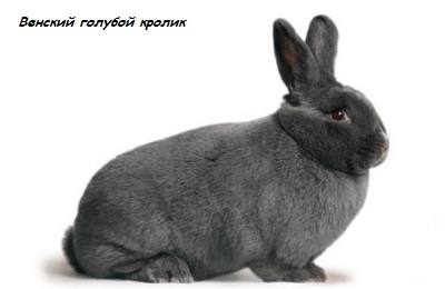 Описание венского голубого кролика: особенности разведения и откорма - фото