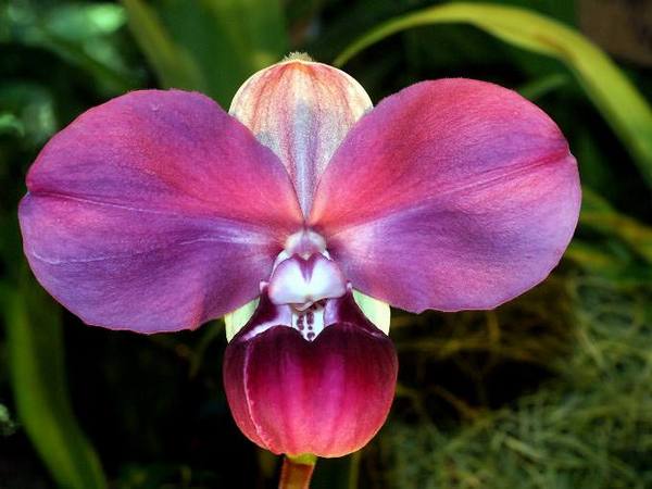 Домашние орхидеи: названия и определение видов и разновидностей - фото