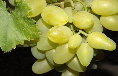 Особенности винограда Бажена и способы его разведения с фото