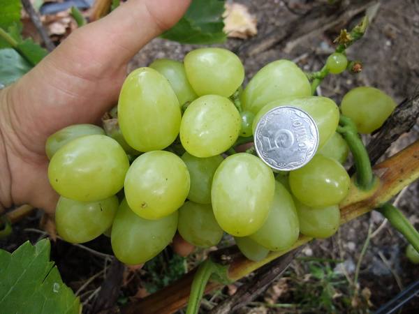 Особенности винограда Белое Чудо с фото
