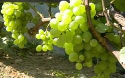 Сортовые особенности винограда «Белое чудо» с фото