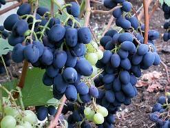 Виноград гибридной формы «Чарли»: описание и особенности агротехники при ку ... - фото