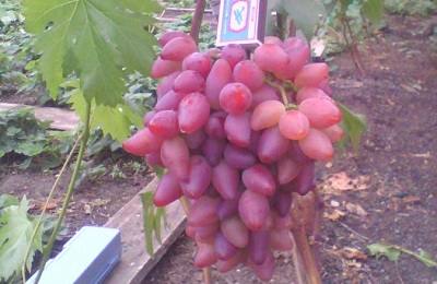 Виноград Дубовский розовый: секреты выращивания - фото