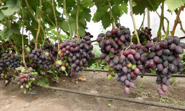 Особенности культивирования винограда «Фуршетный» в приусадебном хозяйстве - фото