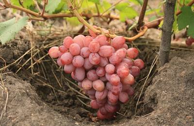 Виноград Гурман ранний  преимущества сорта, особенности выращивания с фото
