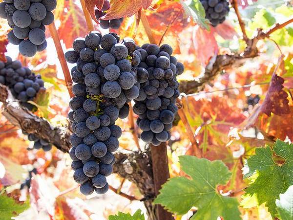 Особенности винограда сорта «Каберне» с фото