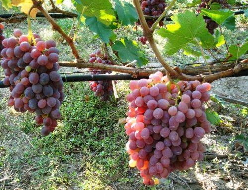 Столовые сорта винограда красного цвета  дети солнца и тепла с фото