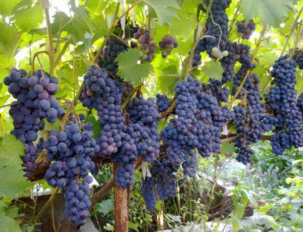 Сорт винограда Ливадийский  фото описание и обзор с фото