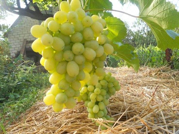 Виноград «Лора» — раннее лакомство - фото