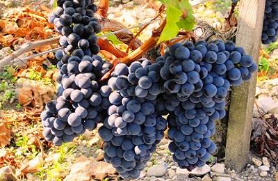 Самый популярный в виноделии виноград Мерло можно вырастить в России - фото