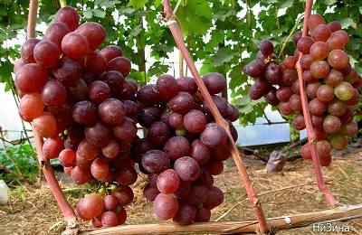 Морозостойкий и урожайный виноград Низина с фото