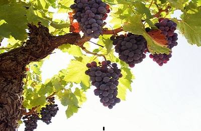 Полезен ли виноград при лактации? - фото