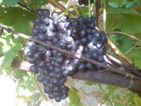 Характеристика и разновидность винограда ранний Магарача с фото