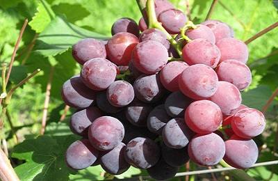 Элитный гибрид винограда сорт Рошфор - фото