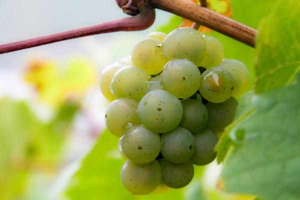 Описание винограда Русбол - фото
