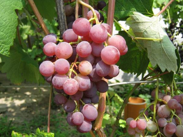 Русский ранний сорт винограда с фото