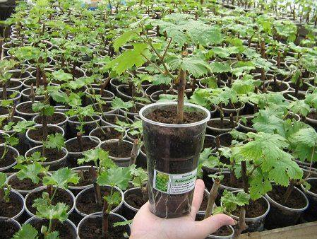 Как посадить виноград с закрытой корневой системой с фото