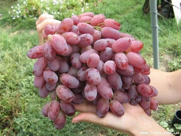 О красивом сорте винограда Шахиня Ирана - фото