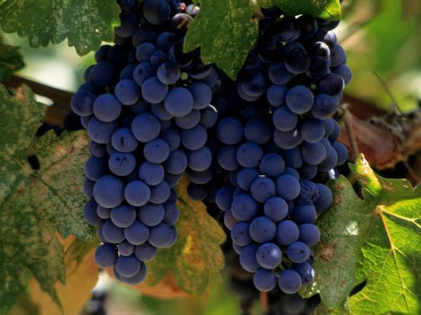 Виноград синий, сорта и виды с фото