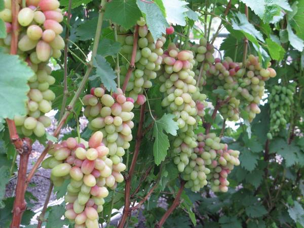 Удачная селекция сортов винограда — Магнат - фото