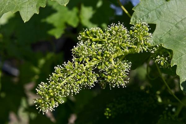 Виноград «Марсело»: описание сорта и правила выращивания - фото