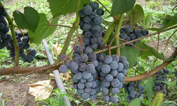 Таежный — это виноград для северных регионов - фото