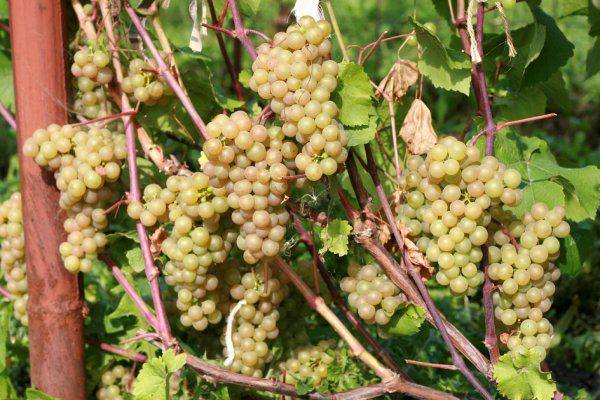 Описание сорта винограда Тукай - фото