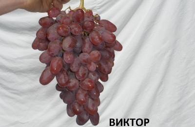 Сорт винограда Виктор: описание сорта с фото
