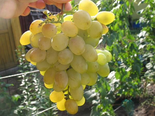 Сорт винограда: Восторг мускатный - фото