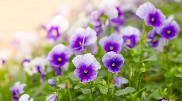 Виолы  цветы влюбленных с фото
