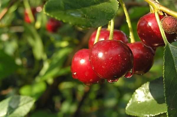 Выращивание вишни в средней полосе: лучшие сорта и особенности ухода - фото