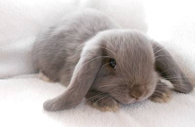 Содержание вислоухого декоративного кролика - фото