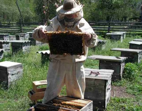 Вопросы по пчеловодству и ответы на них - фото
