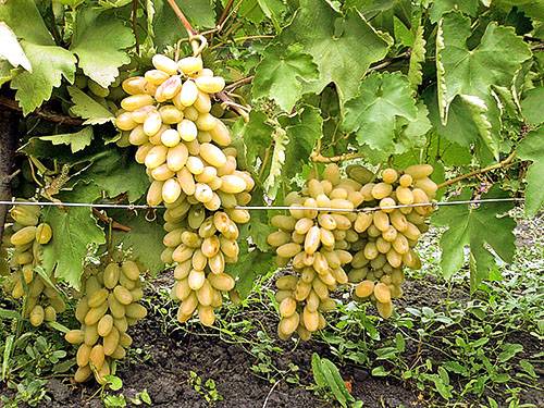 Выращивание и уход за виноградом на приусадебном участке - фото