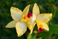 Технология выращивания орхидеи Фаленопсис в домашних условиях с фото
