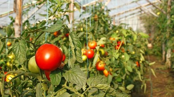Выращивание помидоров в теплице  секреты обильного урожая с фото