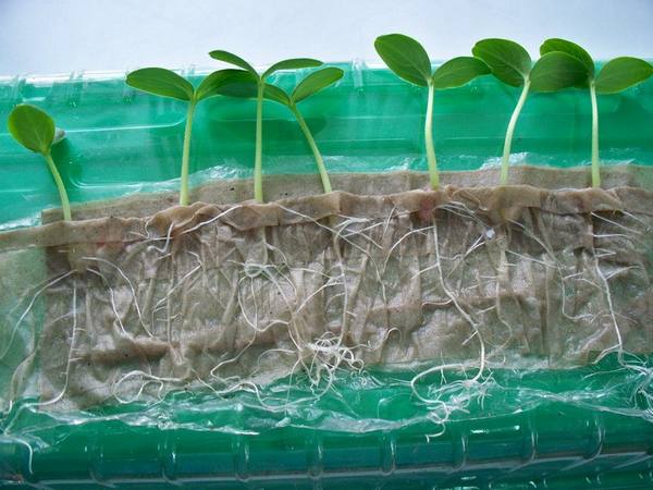 Выращивание рассады в пластиковых бутылках на туалетной бумаге - фото