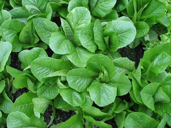 Выращивание салата в теплице: посев, полив и уход - фото