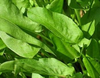 Выращивание щавеля: свежая зелень в салат или борщ всегда под рукой с фото