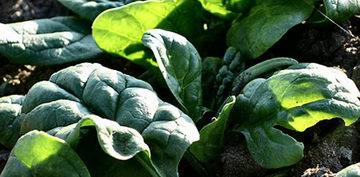 Выращивание шпината на даче: полезный продукт для собственного потребления - фото