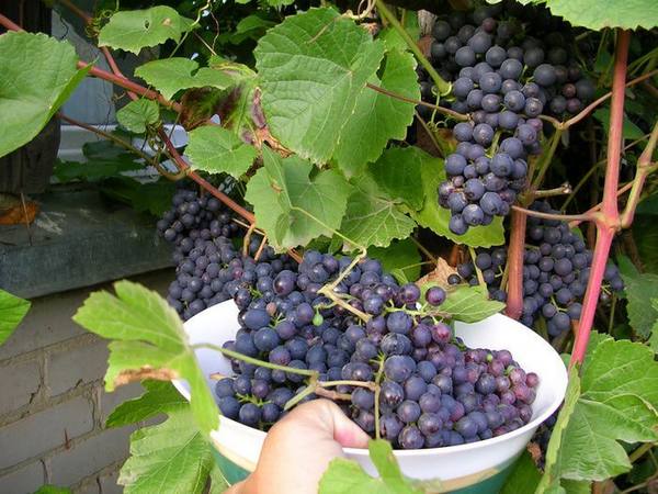 Открытый грунт Урала для виноградарства с фото