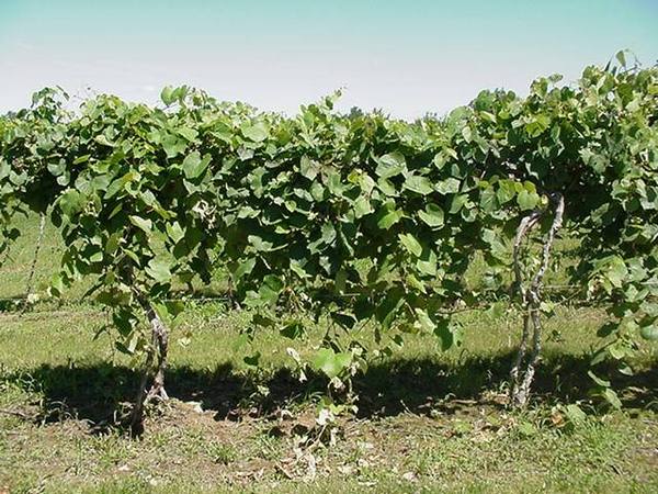 Советы по выращиванию винограда в открытом грунте с фото