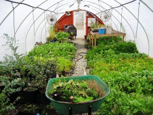 Выращивание зелени в теплице с фото