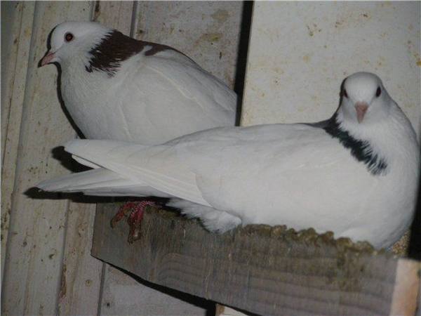 Особенности пермской породы голубей  гривунов - фото