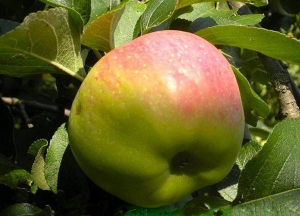 Яблоки «Богатырь»: особенности сорта с фото